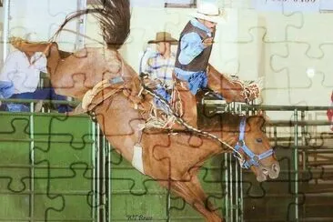Rodeo Horse