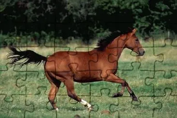 Quarter Horse