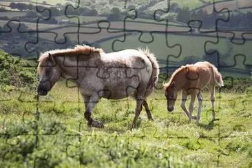 Wild Horses