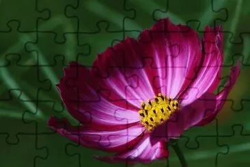 cosmos