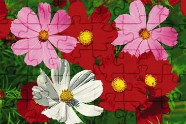 cosmos