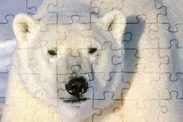 MARSU jigsaw puzzle