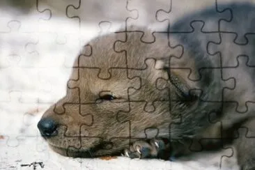 MARSU jigsaw puzzle