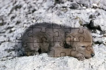 MARSU jigsaw puzzle