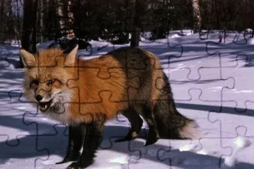 MARSU jigsaw puzzle