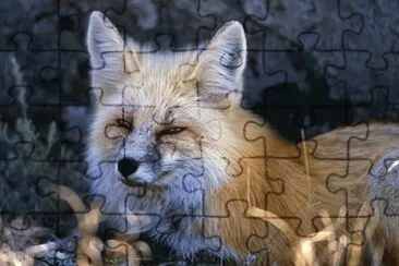 MARSU jigsaw puzzle