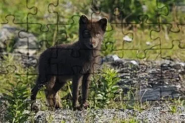 MARSU jigsaw puzzle
