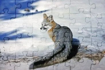 MARSU jigsaw puzzle