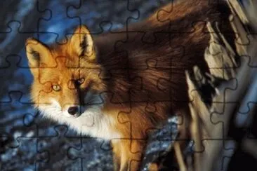 MARSU jigsaw puzzle