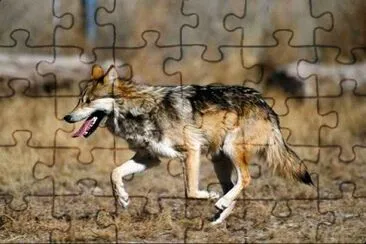 MARSU jigsaw puzzle