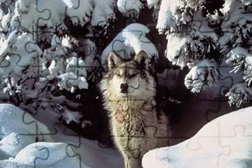 MARSU jigsaw puzzle