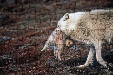 MARSU jigsaw puzzle