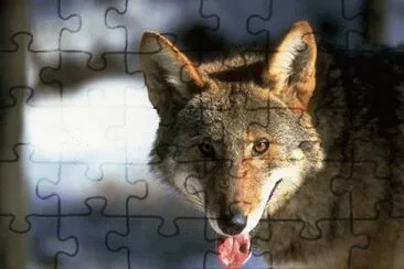 MARSU jigsaw puzzle