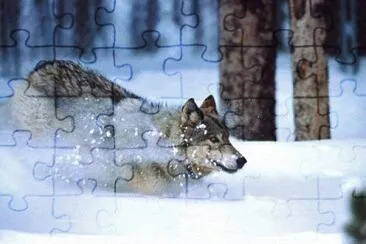 MARSU jigsaw puzzle