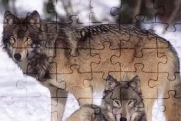 MARSU jigsaw puzzle