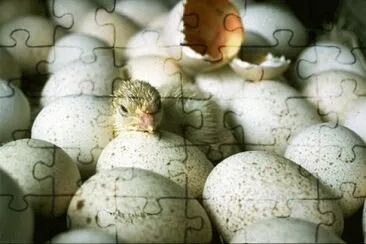 MARSU jigsaw puzzle