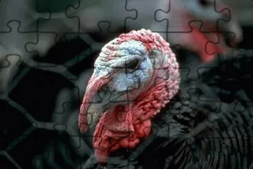 MARSU jigsaw puzzle