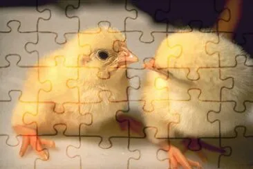 MARSU jigsaw puzzle