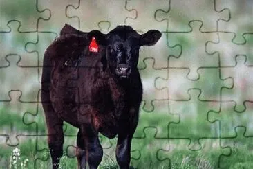 MARSU jigsaw puzzle