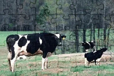 MARSU jigsaw puzzle