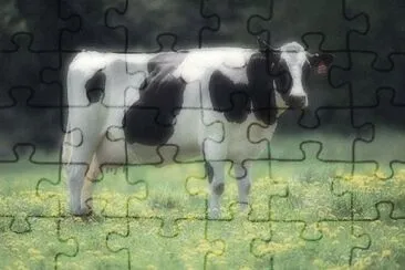MARSU jigsaw puzzle