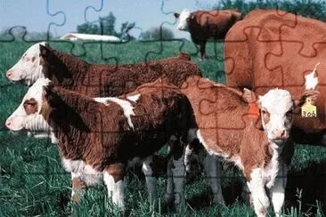 MARSU jigsaw puzzle