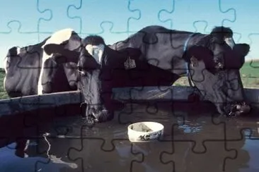 MARSU jigsaw puzzle