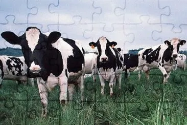 MARSU jigsaw puzzle