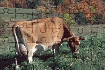 MARSU jigsaw puzzle