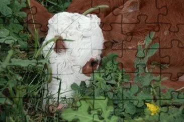 MARSU jigsaw puzzle