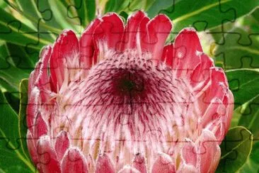 Protea
