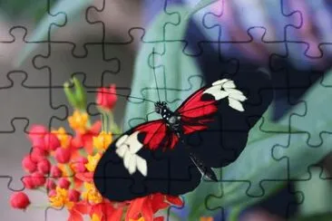 Rain forest Butterfly jigsaw puzzle