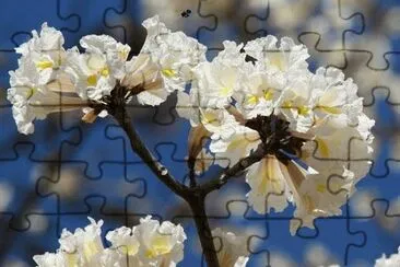 IpÃª Branco jigsaw puzzle