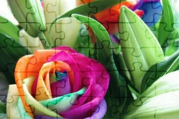 Multicolored Rose