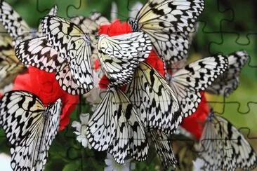 Bunch of Black and White Butterflies
