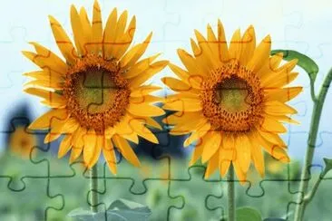 Sun Flowers jigsaw puzzle
