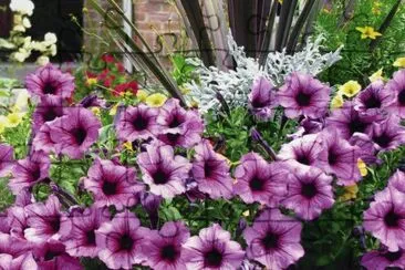 Petunia jigsaw puzzle