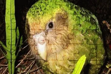 Kakapo - Nueva Zelandia jigsaw puzzle
