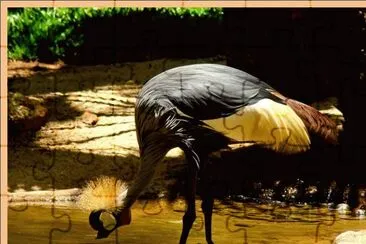 Grulla coronada - Ãfrica jigsaw puzzle