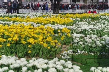 flores