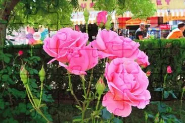 rosas
