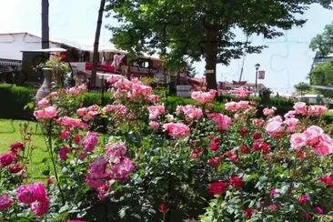 rosas jigsaw puzzle