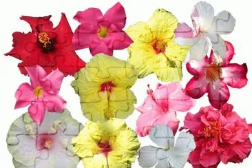Hawaiian Flowers jigsaw puzzle