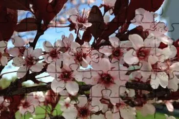 Plum tree Blooms