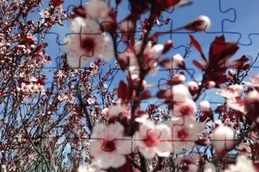 Plum tree in bloom
