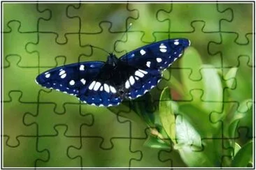 papillon