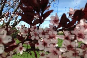 plum tree