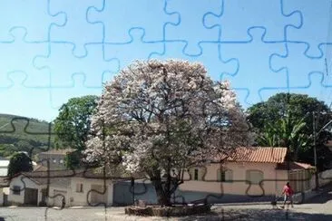 - ipe cor de rosa,(cidade PoÃ§o Fundo m.g)