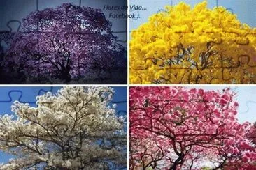 - ipe jigsaw puzzle