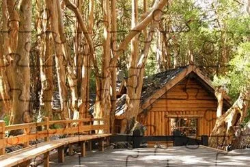 - Parque Nacional, el bosque de los arrayanes